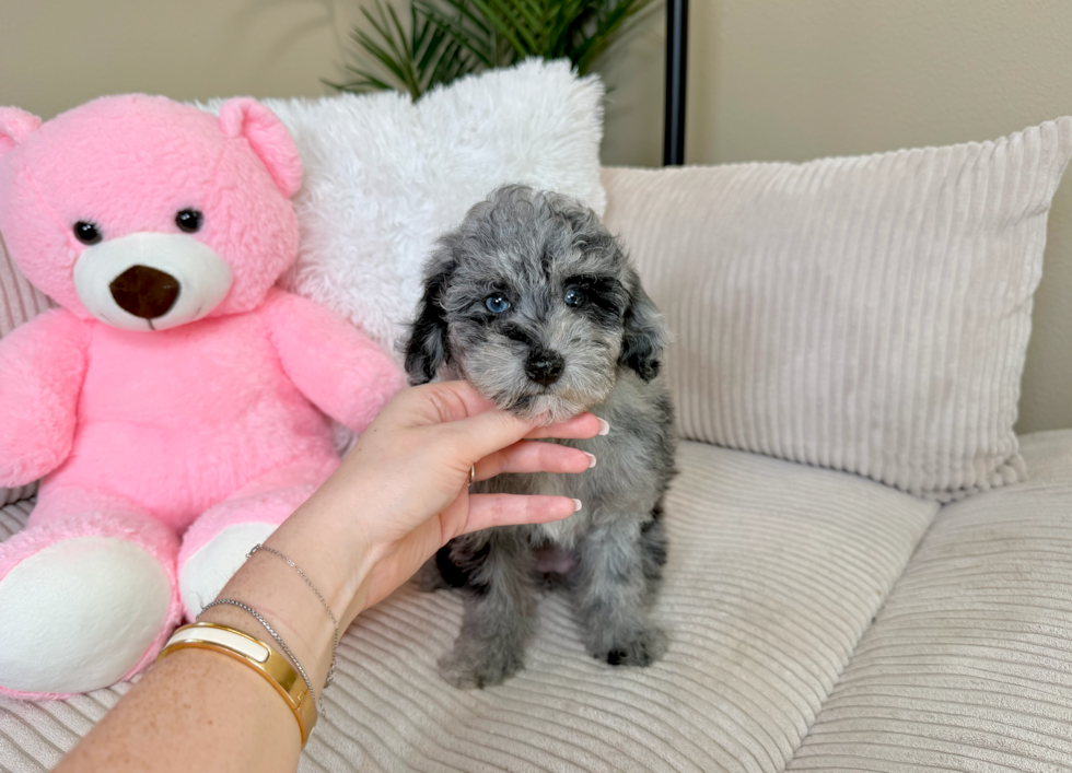 Best Poodle Baby