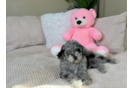 Cute Pudle Purebred Puppy