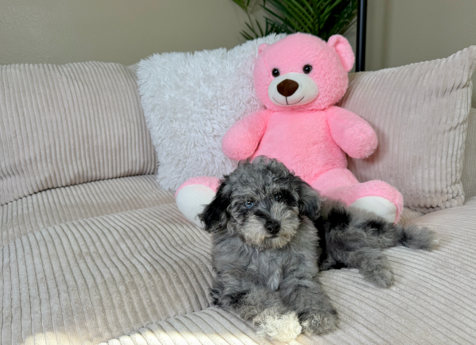 Cute Pudle Purebred Puppy
