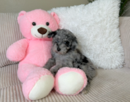 10 week old Poodle Puppy For Sale - Lone Star Pups
