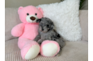 Cute Poodle Purebred Pup