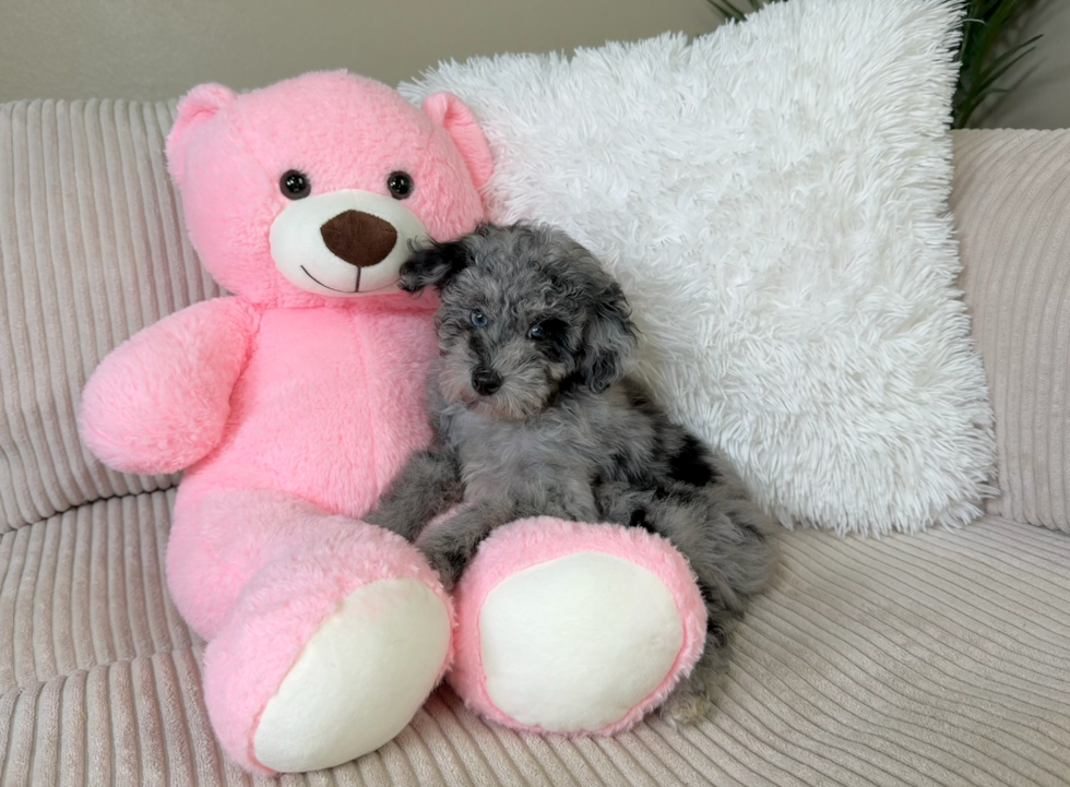 Cute Poodle Purebred Pup