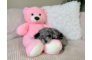 Cute Poodle Baby