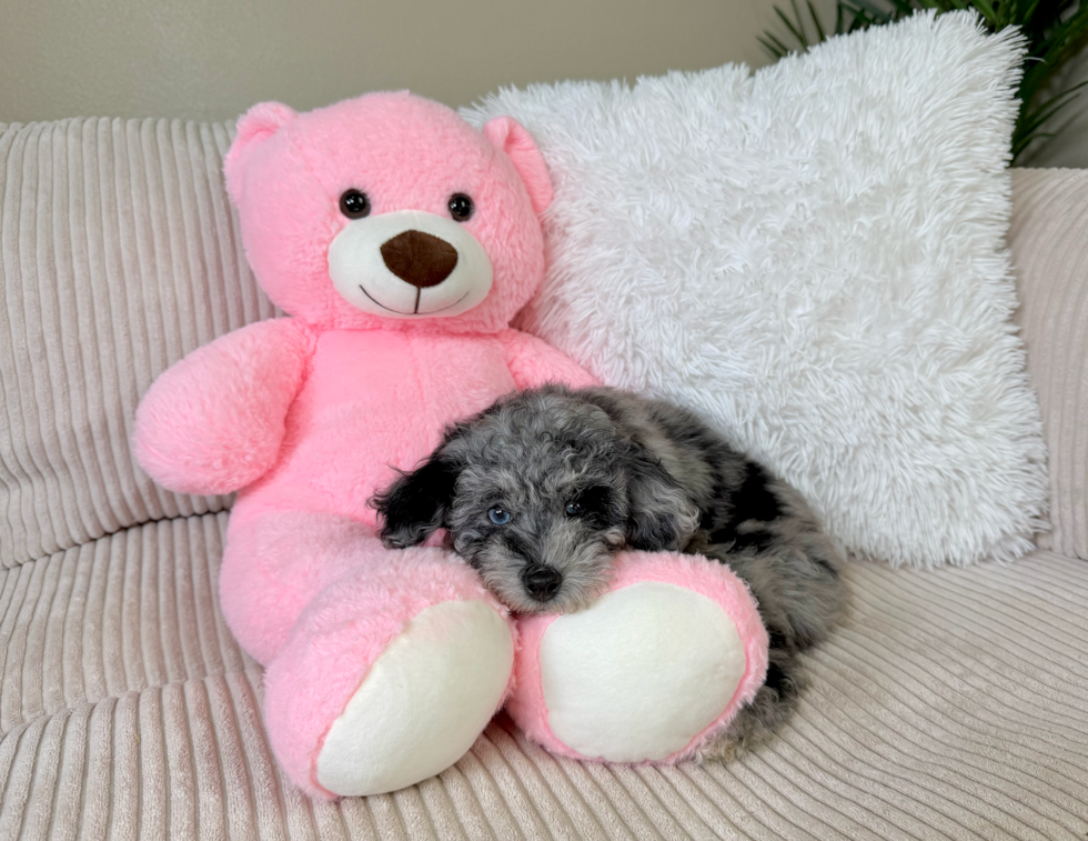 Cute Poodle Baby