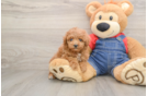 Cute Toy Poodle Purebred Puppy