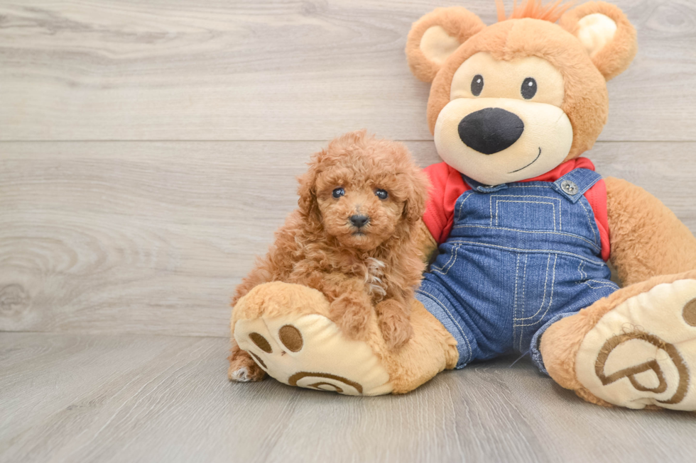 Cute Toy Poodle Purebred Puppy
