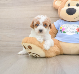6 week old Poodle Puppy For Sale - Lone Star Pups