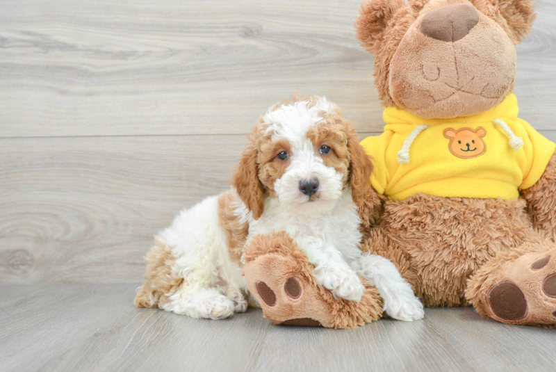 Meet Ramen - our Poodle Puppy Photo 1/3 - Lone Star Pups