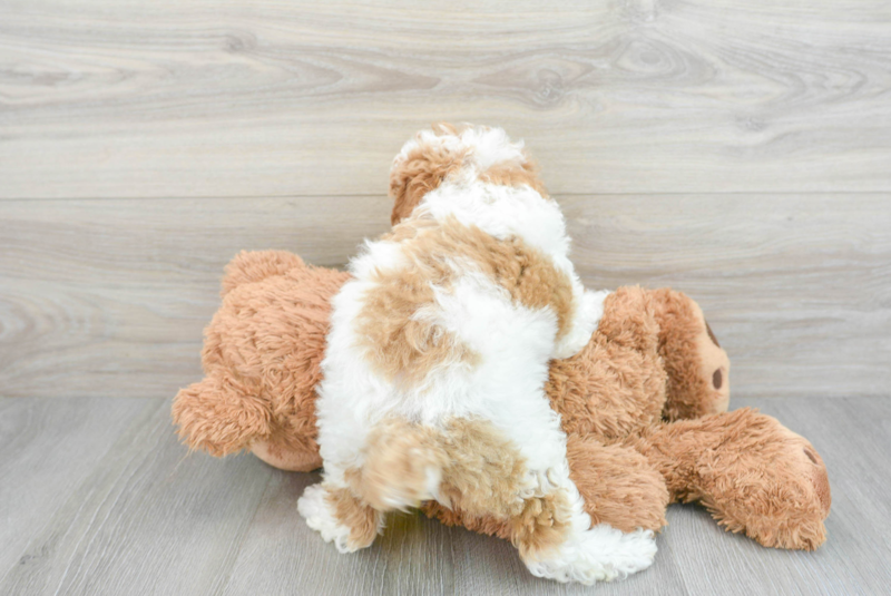 Meet Ramen - our Poodle Puppy Photo 2/3 - Lone Star Pups