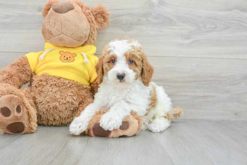 Meet Ramen - our Poodle Puppy Photo 3/3 - Lone Star Pups