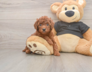 6 week old Poodle Puppy For Sale - Lone Star Pups