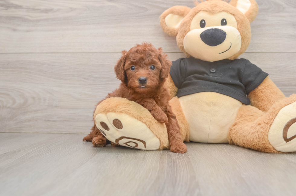 5 week old Poodle Puppy For Sale - Lone Star Pups
