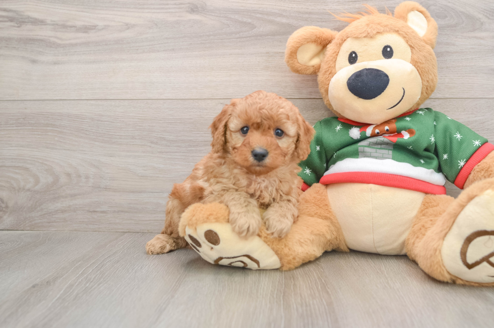 5 week old Poodle Puppy For Sale - Lone Star Pups