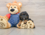 5 week old Poodle Puppy For Sale - Lone Star Pups