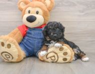 6 week old Poodle Puppy For Sale - Lone Star Pups