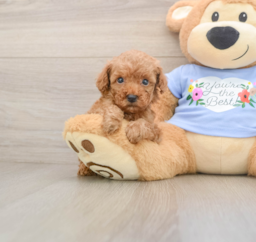 6 week old Poodle Puppy For Sale - Lone Star Pups