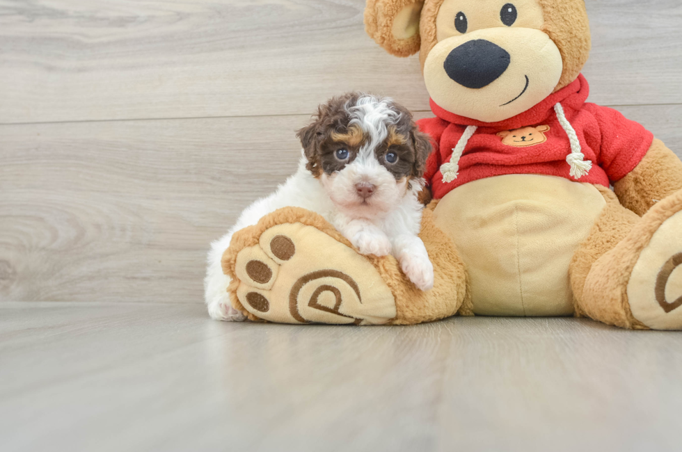 7 week old Poodle Puppy For Sale - Lone Star Pups