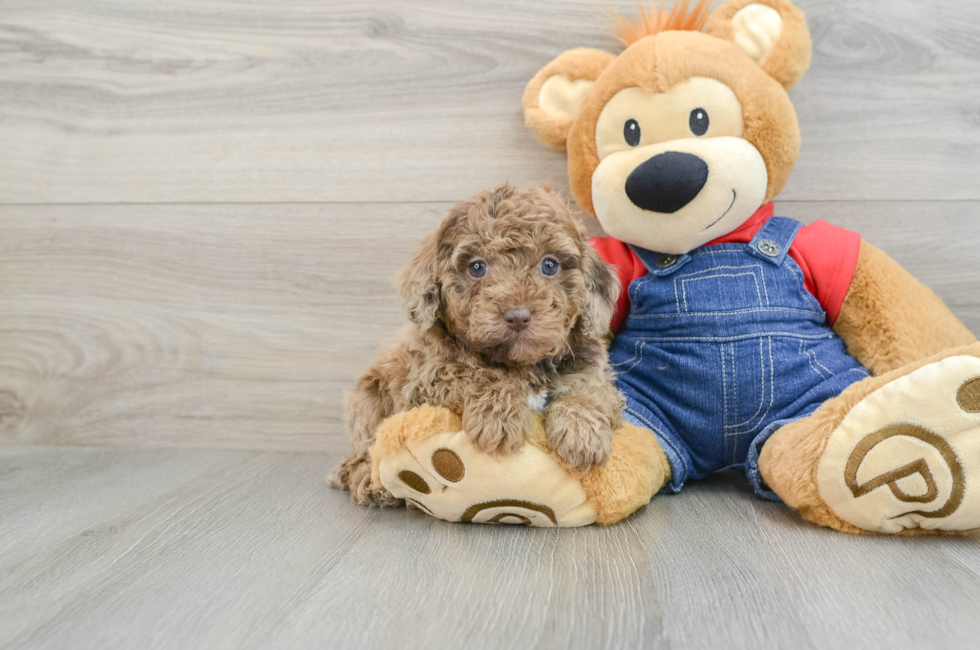 6 week old Poodle Puppy For Sale - Lone Star Pups