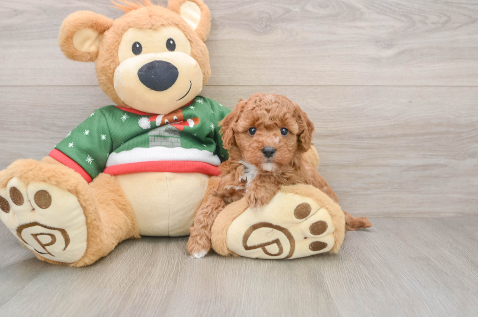 5 week old Poodle Puppy For Sale - Lone Star Pups