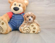 6 week old Poodle Puppy For Sale - Lone Star Pups