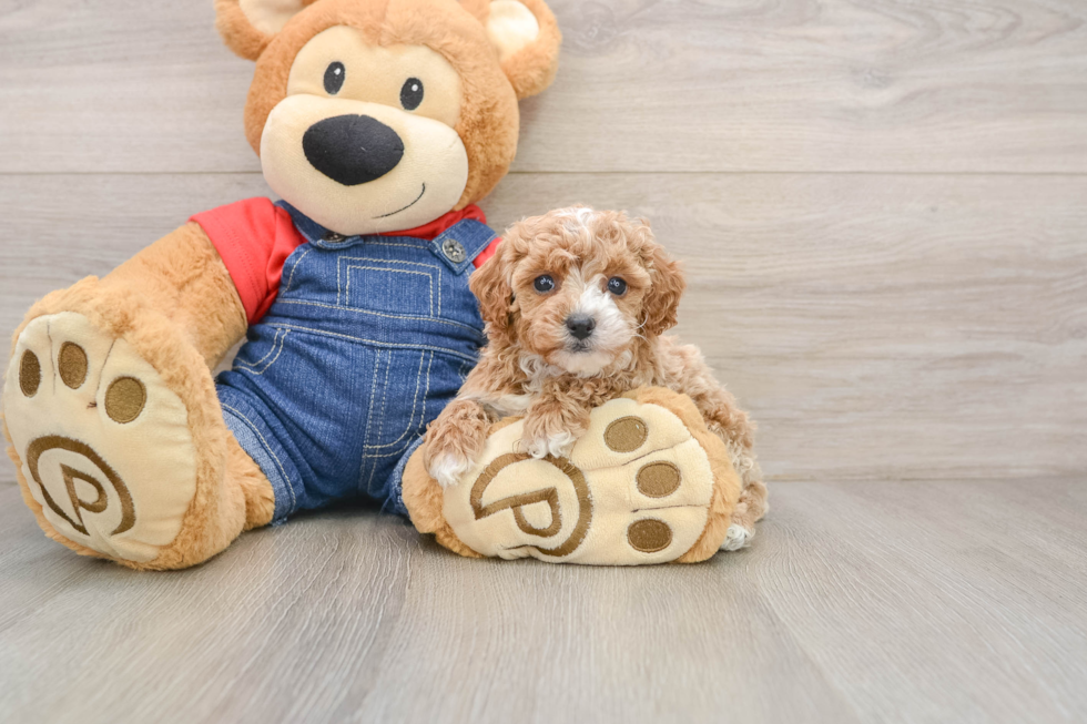 Happy Pooodle Purebred Puppy