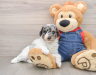 7 week old Poodle Puppy For Sale - Lone Star Pups