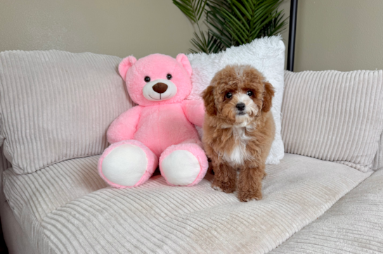 Poodle Puppy for Adoption