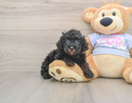 6 week old Poodle Puppy For Sale - Lone Star Pups