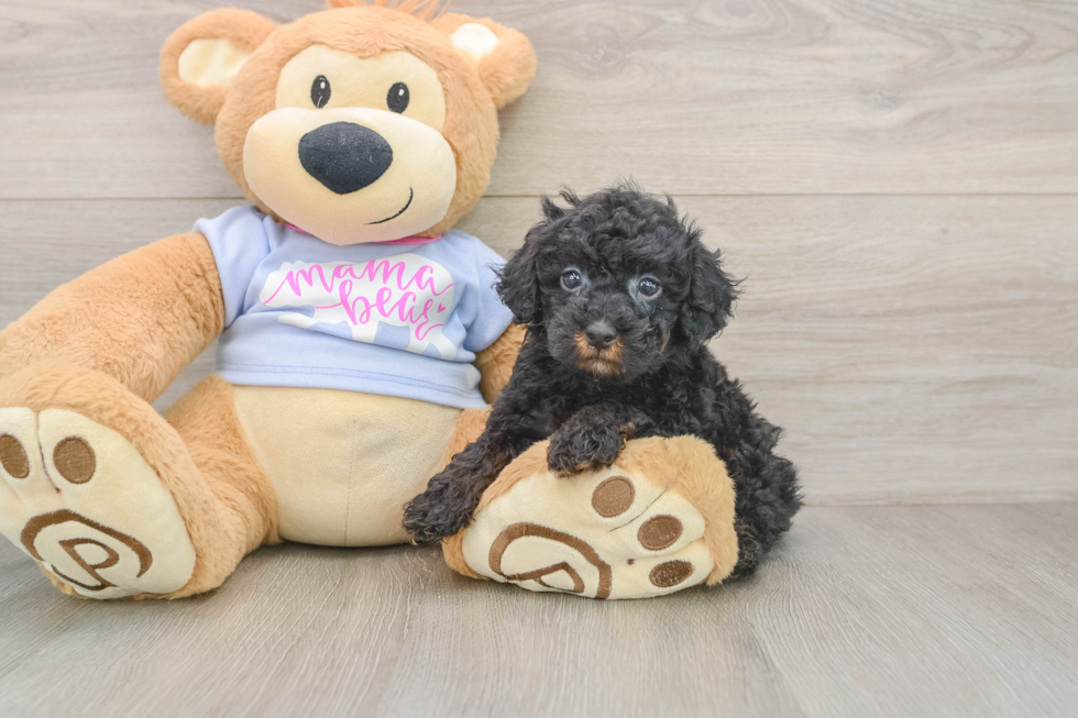 Sweet Toy Poodle Purebred Puppy