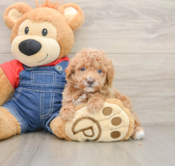 7 week old Poodle Puppy For Sale - Lone Star Pups