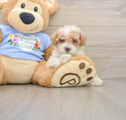 7 week old Poodle Puppy For Sale - Lone Star Pups