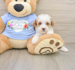 8 week old Poodle Puppy For Sale - Lone Star Pups