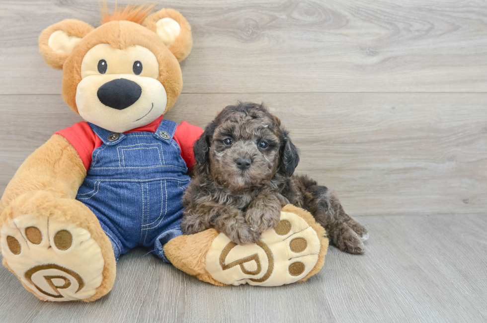 6 week old Poodle Puppy For Sale - Lone Star Pups