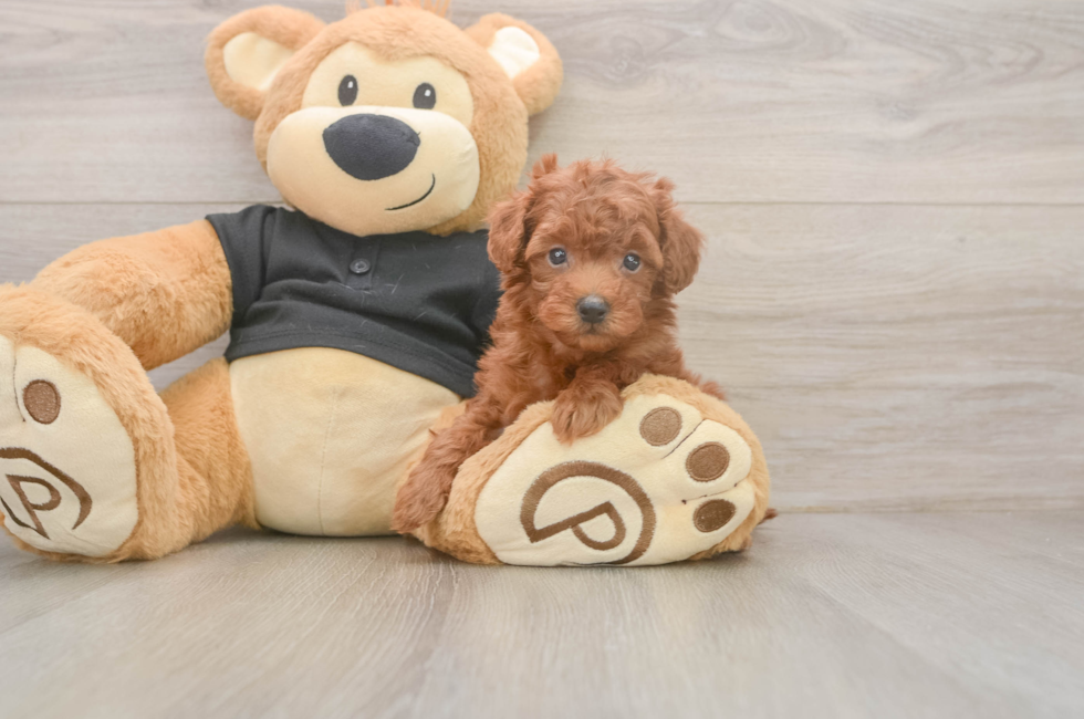 5 week old Poodle Puppy For Sale - Lone Star Pups