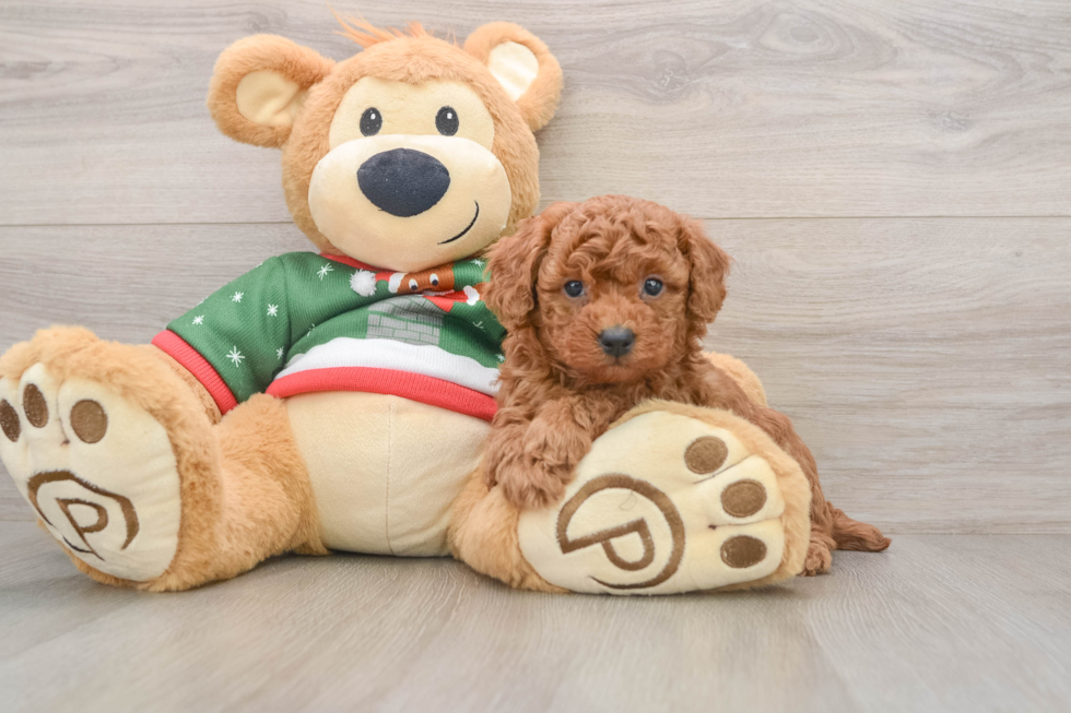 Poodle Puppy for Adoption