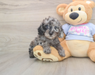 7 week old Poodle Puppy For Sale - Lone Star Pups