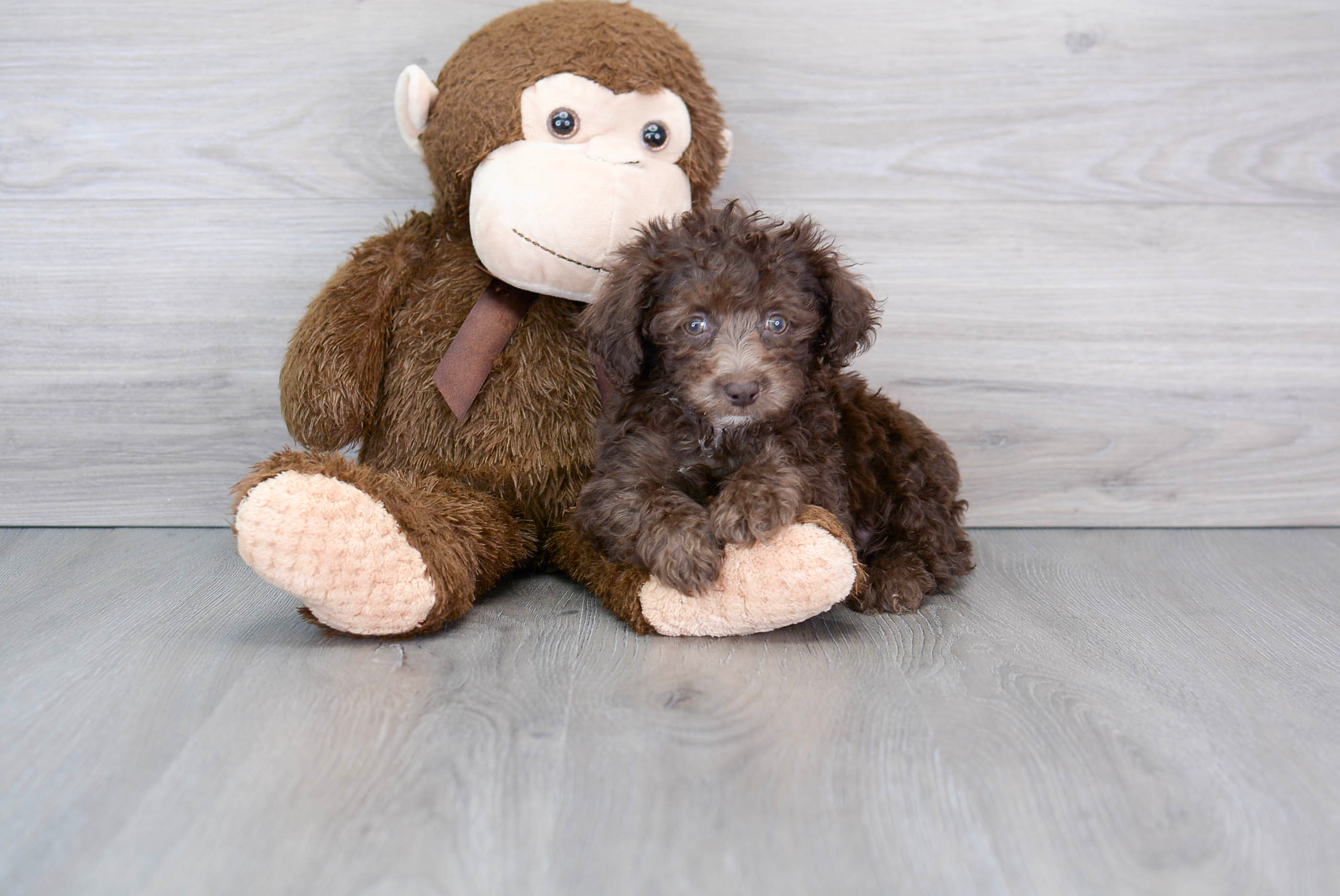 Poodle Puppy for Adoption