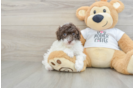Poodle Puppy for Adoption