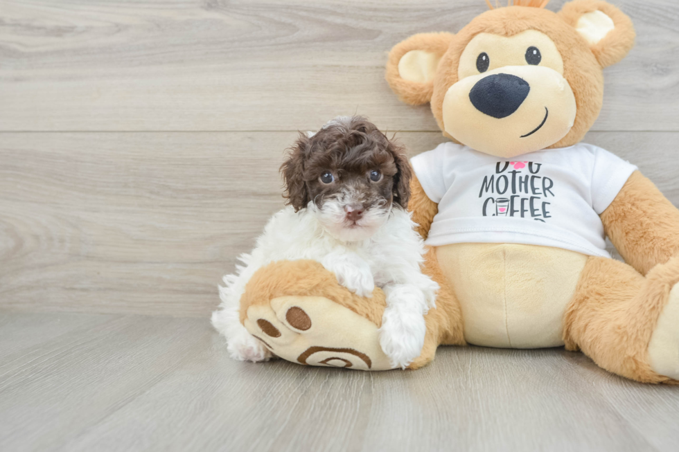Poodle Puppy for Adoption