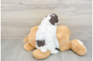 Best Poodle Baby