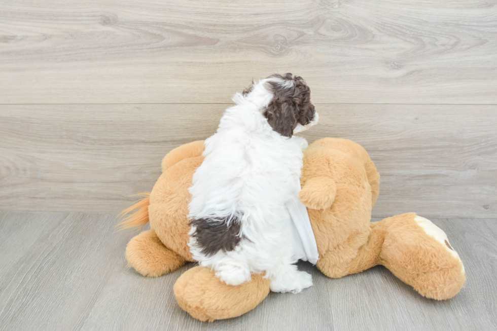 Best Poodle Baby