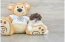 Poodle Pup Being Cute