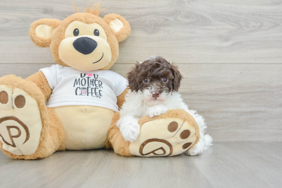 Poodle Pup Being Cute