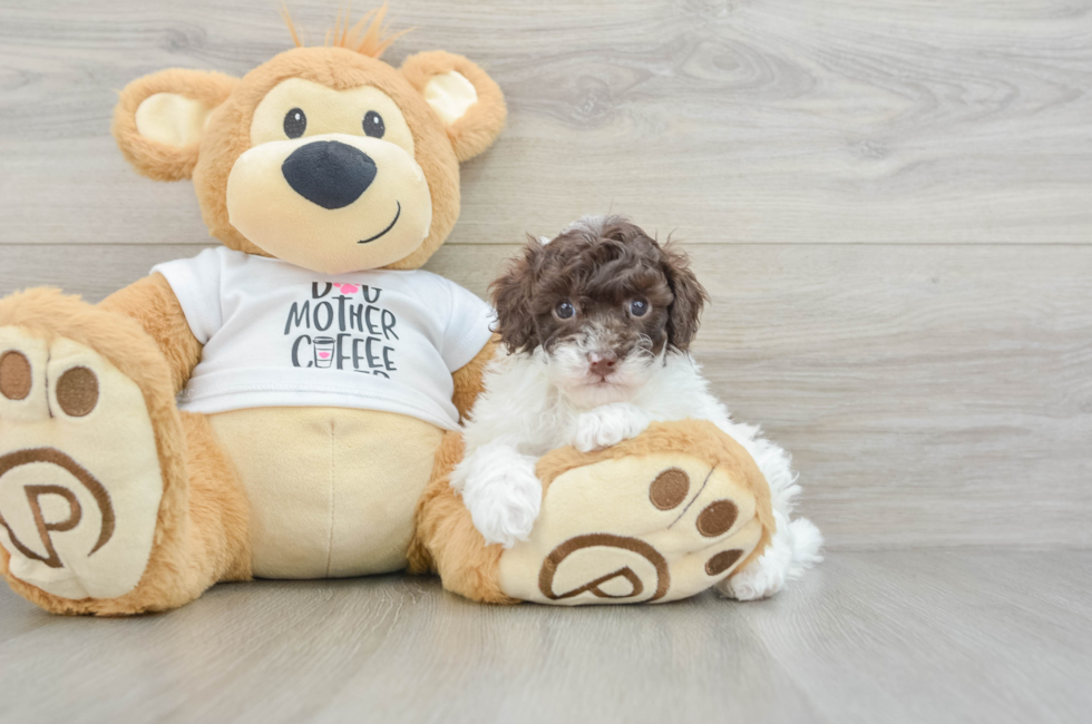 5 week old Poodle Puppy For Sale - Lone Star Pups