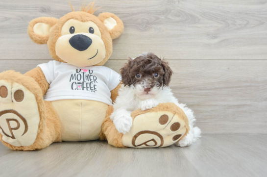 Poodle Pup Being Cute