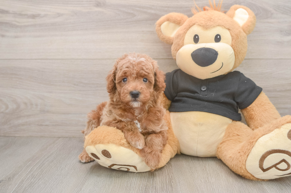 5 week old Poodle Puppy For Sale - Lone Star Pups