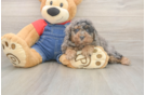 Adorable Toy Poodle Purebred Puppy