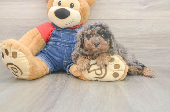 6 week old Poodle Puppy For Sale - Lone Star Pups Adorable Toy Poodle Purebred Puppy