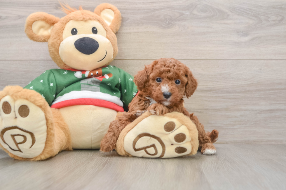 Poodle Pup Being Cute