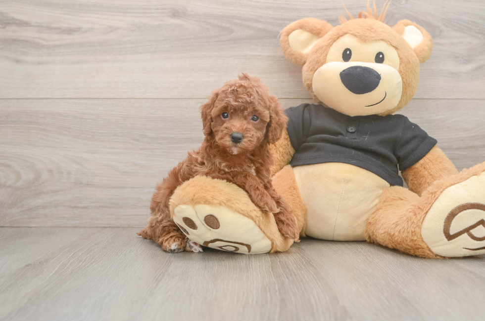 5 week old Poodle Puppy For Sale - Lone Star Pups
